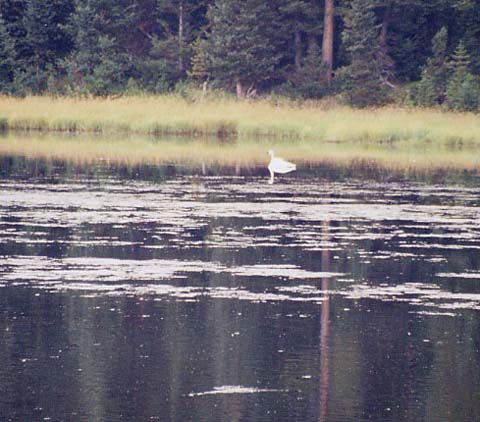 Swan@Lake