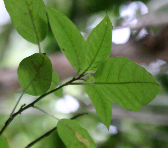 Fuchsia excorticata