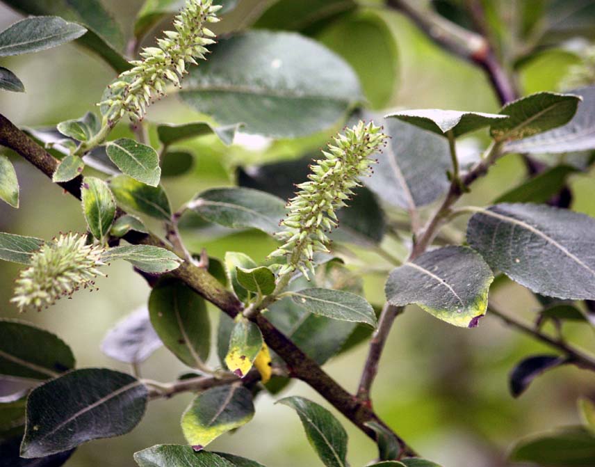 Salix cinerea~capvea
