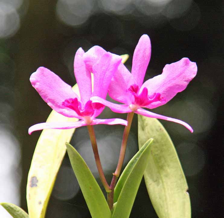 Cattleya hybrid