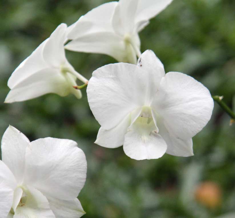 Dendrobium Masako