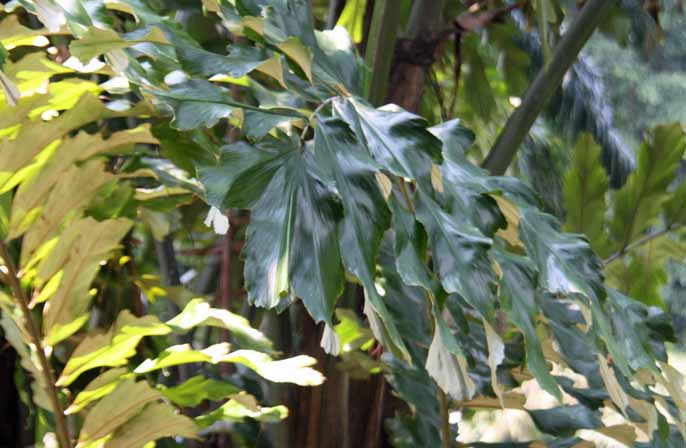Arega undulatifolia