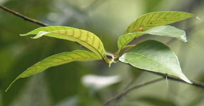 Dipterocarpus kerrii