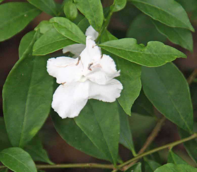 Brunfelsia calycina