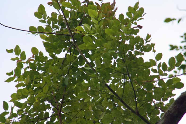 Adenanthera malayana