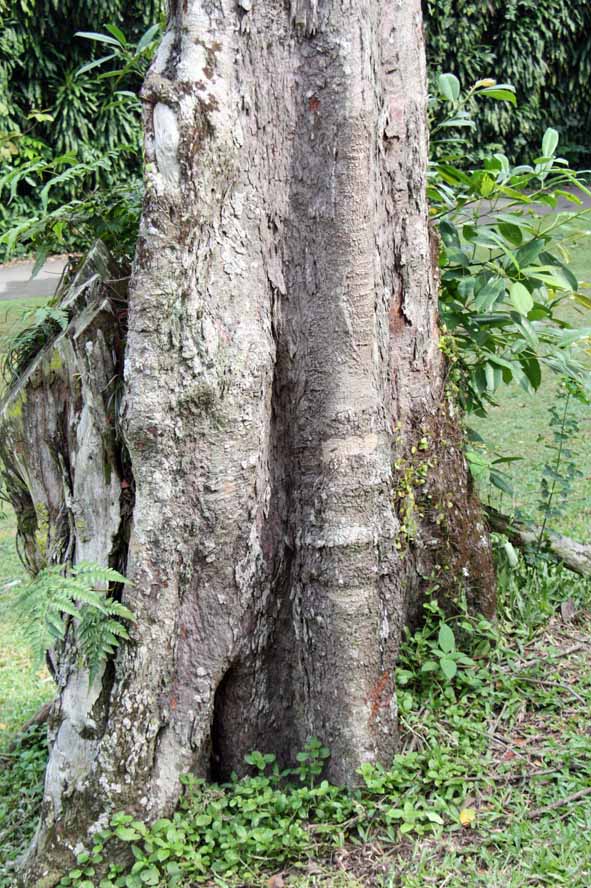 Adenanthera malayana