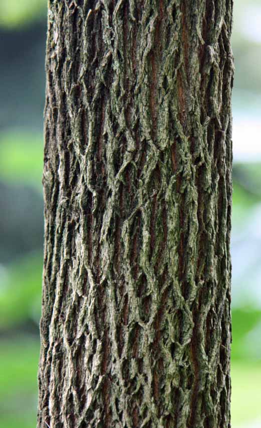 Melaleuca genistifolia