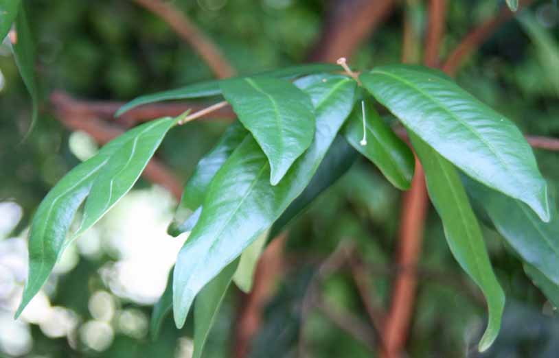 Syzygium wilsonii subsp. cryptophlebium