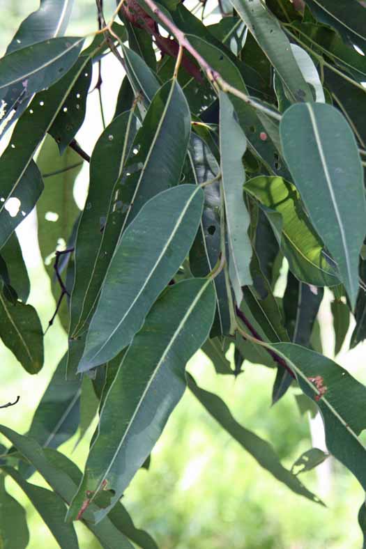 Eucalyptus ptychocarpa