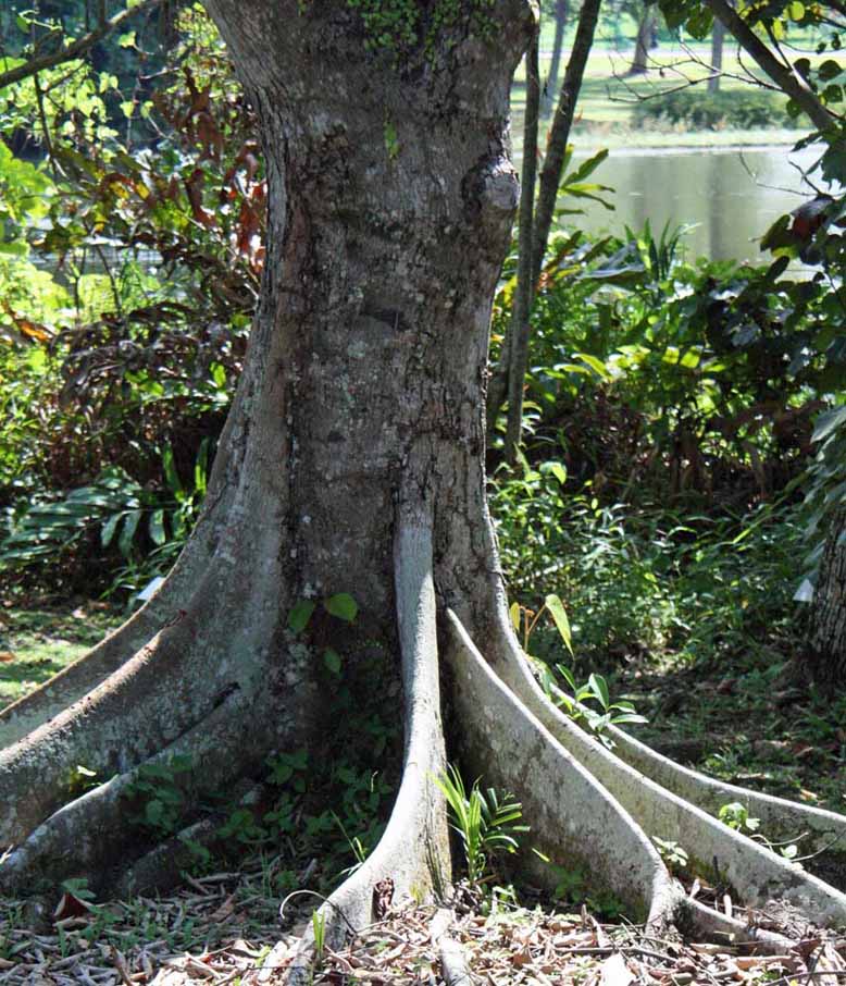 Ptrospermum javanicum
