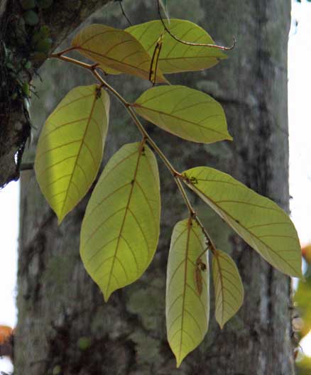Ptrospermum javanicum