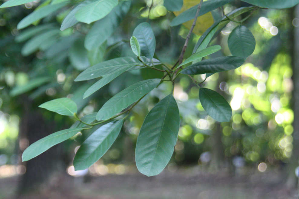 Artocarpus maingayi