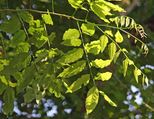 Pterocarpus rohrii