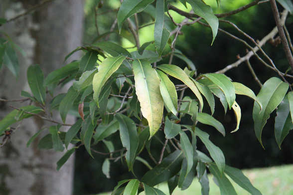 Polyalthia sclerophylla