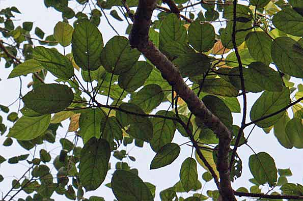 Ficus viridicarpa