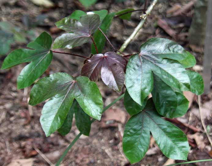 Jatropha gossypiifolia