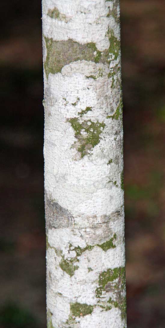 Dipterocarpus chartaceus