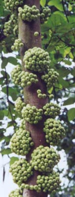 Ficus viridicarpa