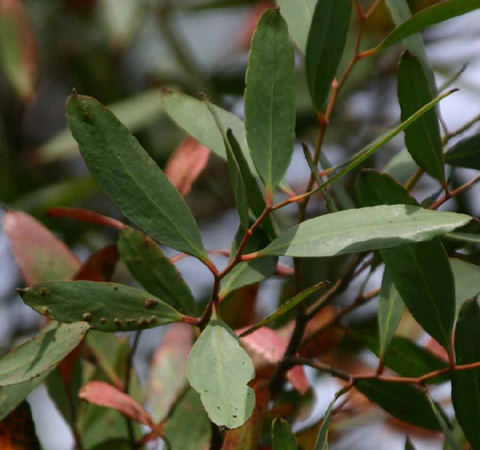 Eucalyptus lehmanii