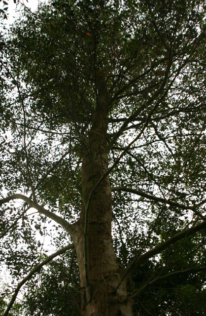 Eucalyptus vernicosa