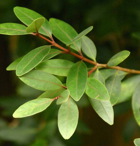 Podocarpus halli