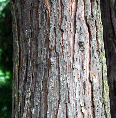 ローソンヒノキの樹肌