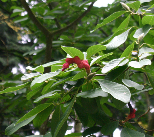 Magnolia sargentiana var. robusta