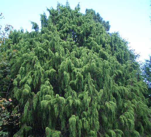 Juniperus morrisonicola