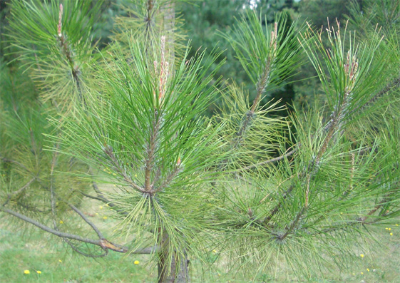 Pinus massoniana