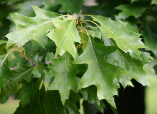 Quercus falcata var. pagodifolia