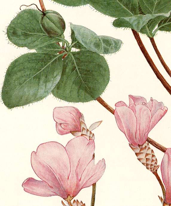 �A�J���V�I