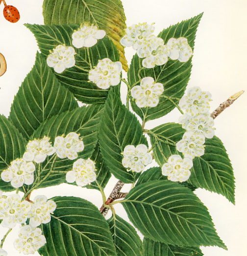 �A�Y�L�i�V