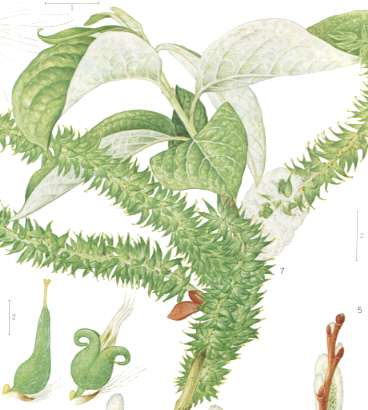 �o�b�R���i�M