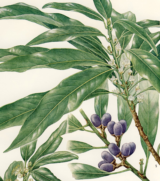 �o���o���m�L