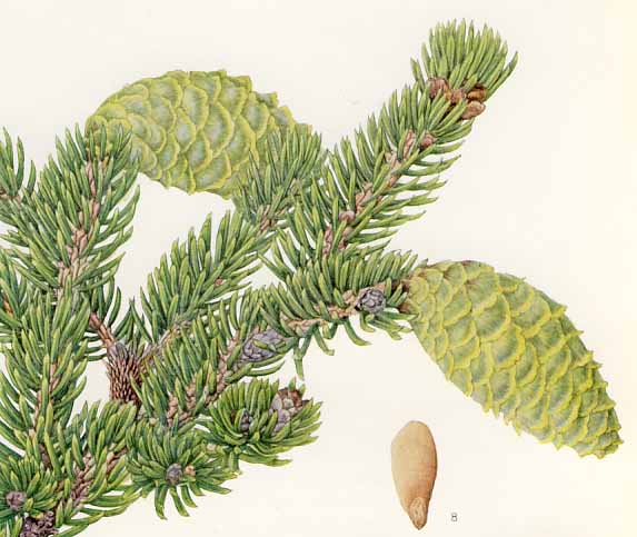 �o�����~