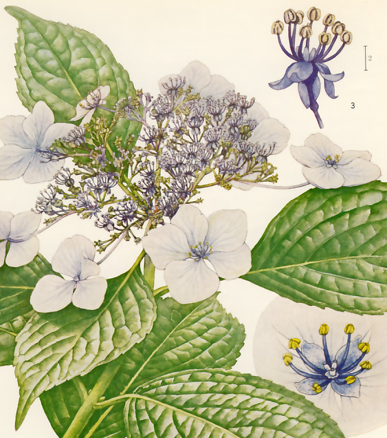 �K�N�A�W�T�C