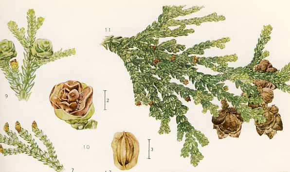 �q�m�L�A�X�i��