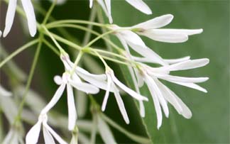 �q�g�c�o�^�S�̉�