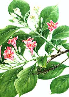 �n�R�l�E�c�M