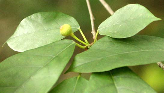 �C�k�r���̎�