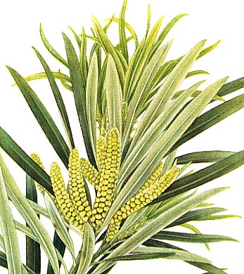 �C�k�}�L�Y��