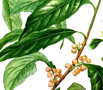 �C�Y�Z�������E