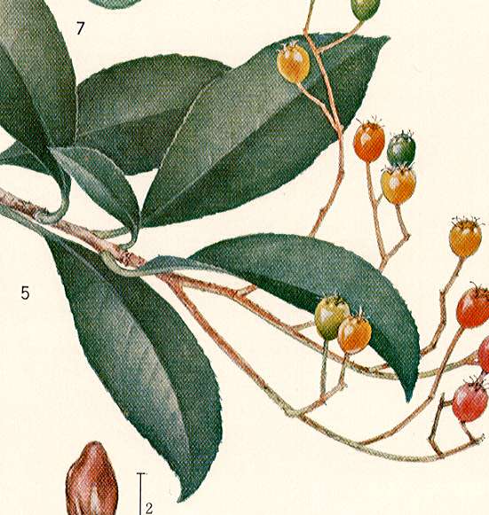 �J�i�����`