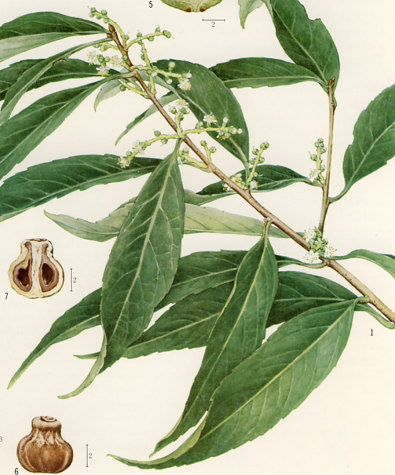 �J���U�u���E�m�L