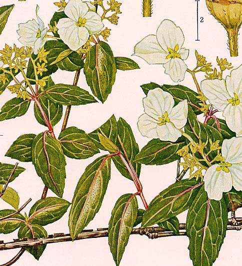 �R�K�N�E�c�M