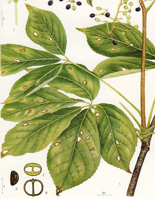 �R�V�A�u��