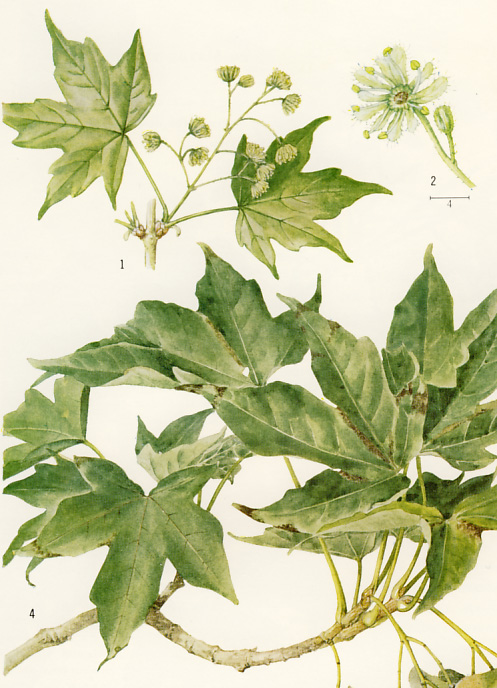 �N���r�C�^��