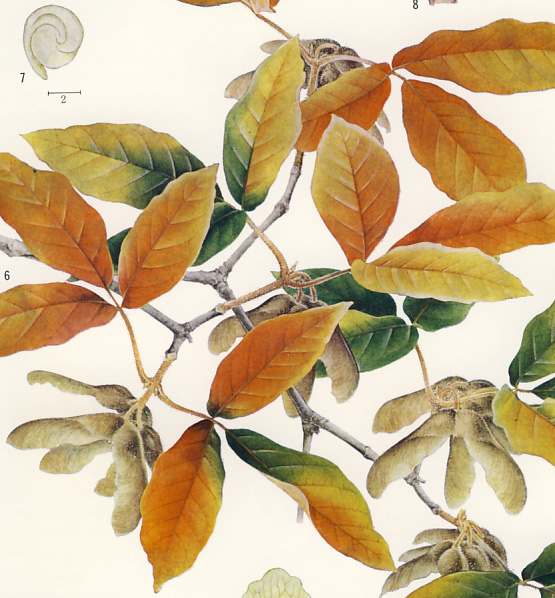 ���O�X���m�L