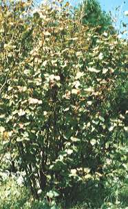 �}���o�m�L