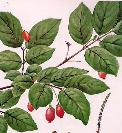 �~���}�E�O�C�X�J�O��